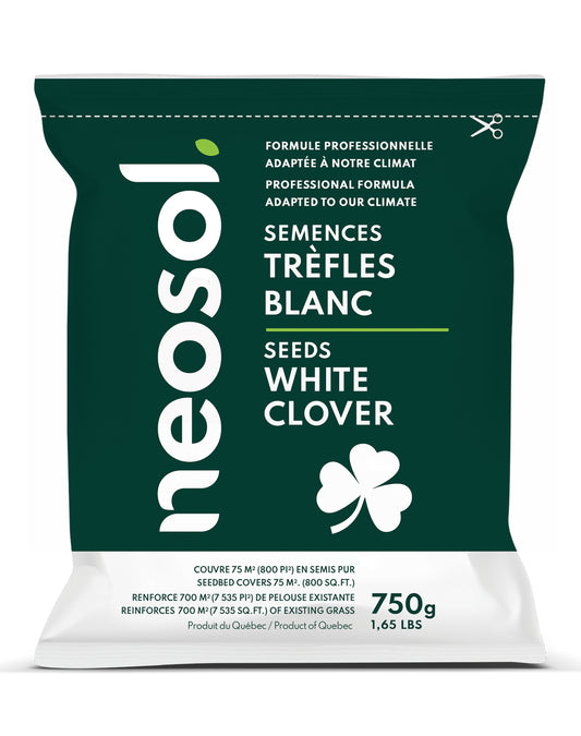 Semences à trèfles blanc